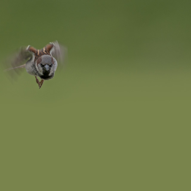 "The house sparrow (Passer domesticus)" stock image