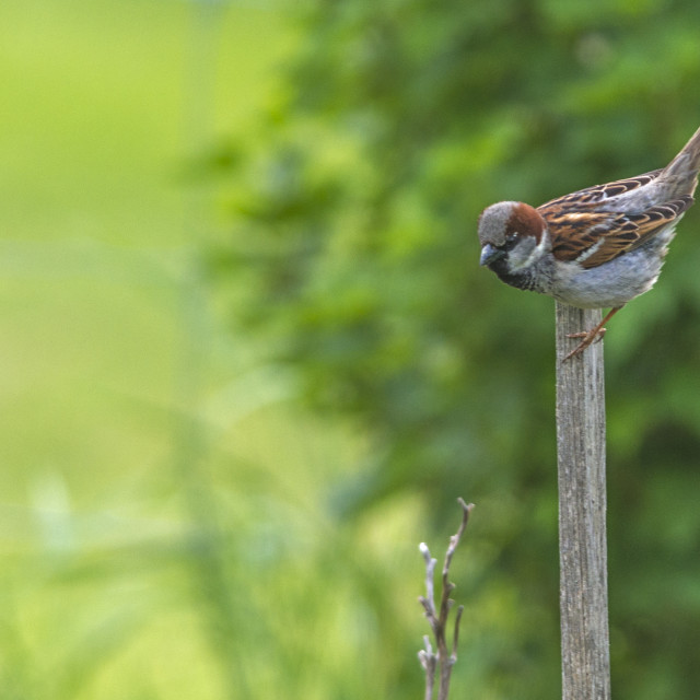 "The house sparrow (Passer domesticus)" stock image