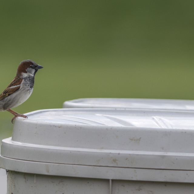 "The house sparrow (Passer domesticus)" stock image