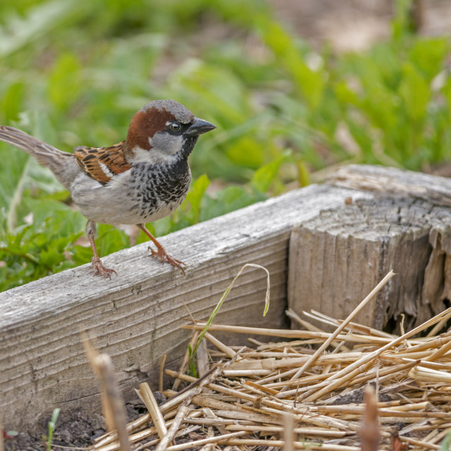 "The house sparrow (PasseThe house sparrow (Passer domesticus)r domesticus)" stock image