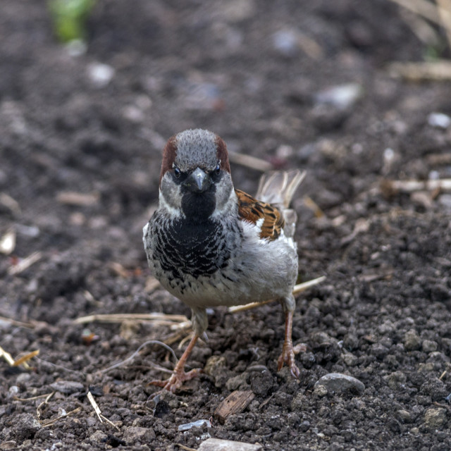 "The house sparrow (Passer domesticus)" stock image