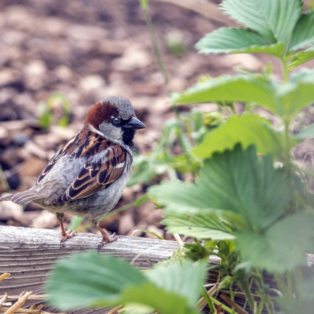 "The house sparrow (Passer domesticus)" stock image