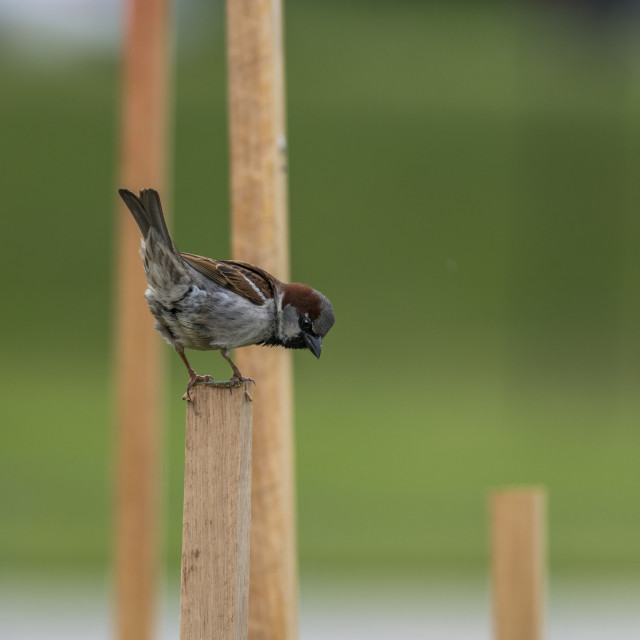 "The house sparrow (Passer domesticus)" stock image