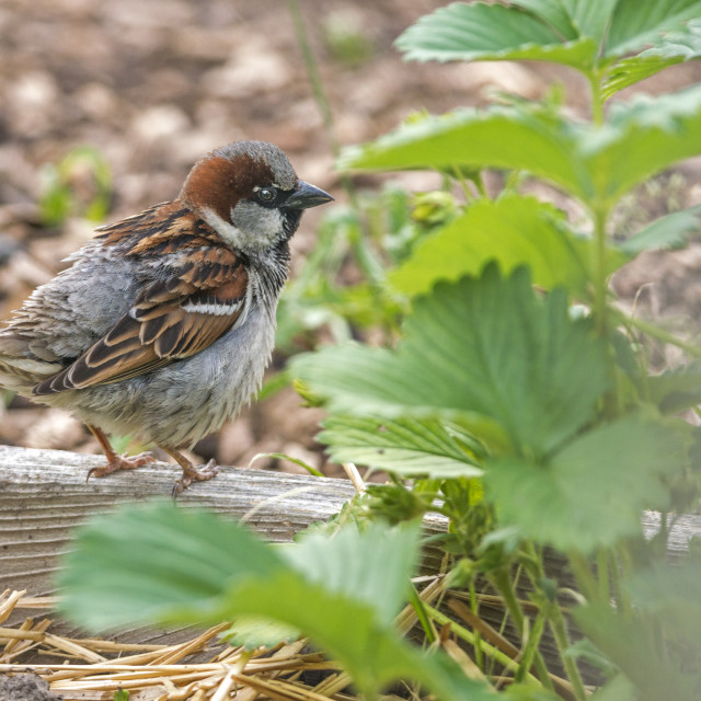 "The house sparrow (Passer domesticus)" stock image