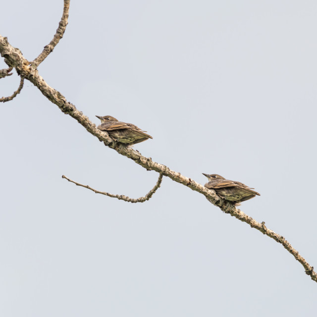 "The female house sparrow (Passer domesticus)" stock image