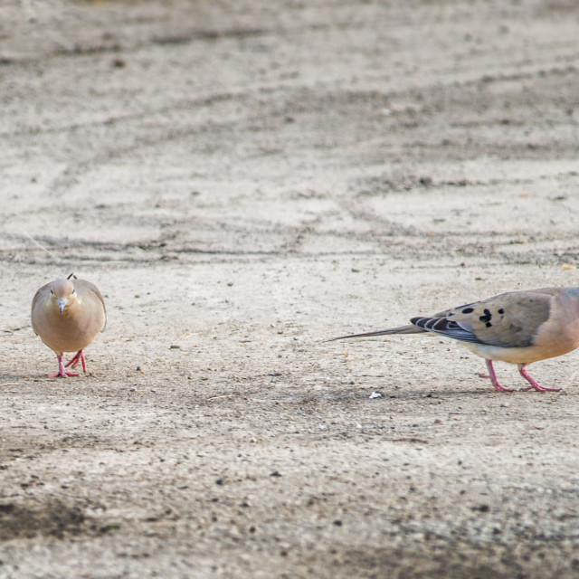 "The mourning dove (Zenaida macroura)" stock image