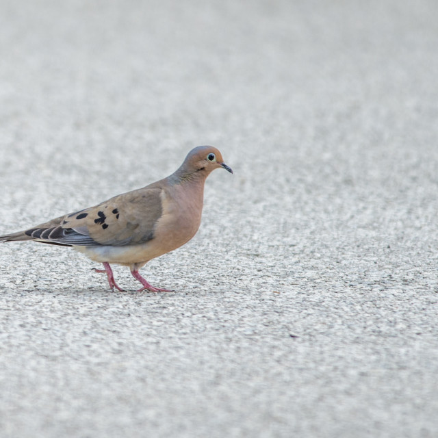 "The mourning dove (Zenaida macroura)" stock image