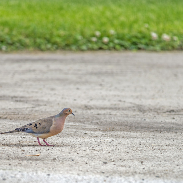 "The mourning dove (Zenaida macroura)" stock image