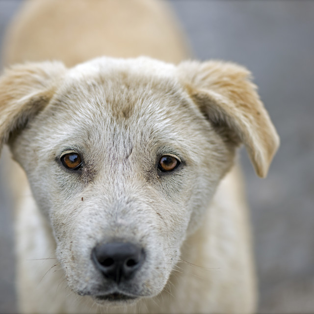 "A Cute Puppy" stock image