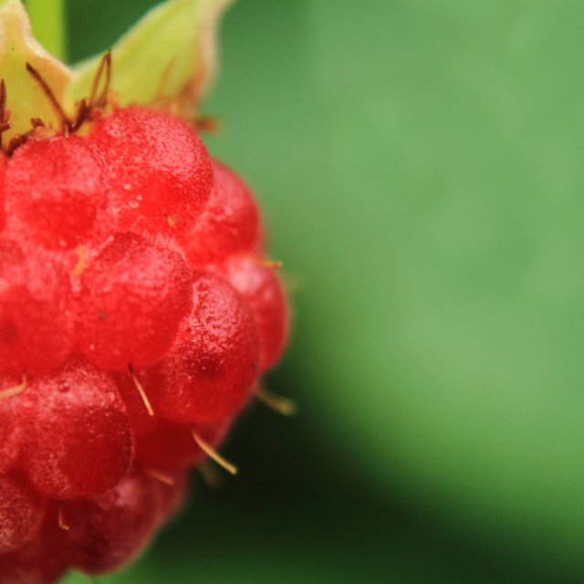 "raspberry detail on the green background" stock image