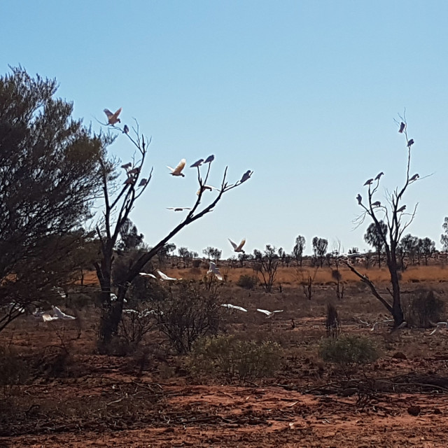 "Australia - Stormo di cockatoo nel deserto" stock image