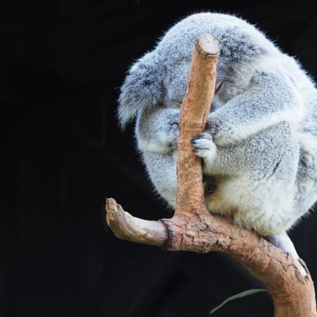 "Cuddly Koala" stock image