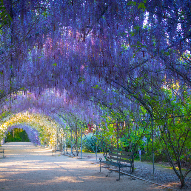 "Wisteria Lane -- Purple Flower Tunnel" stock image