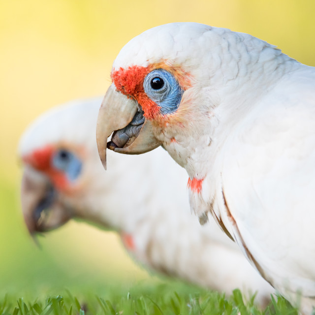 "Long-billed Corellas Foraging In Grass" stock image