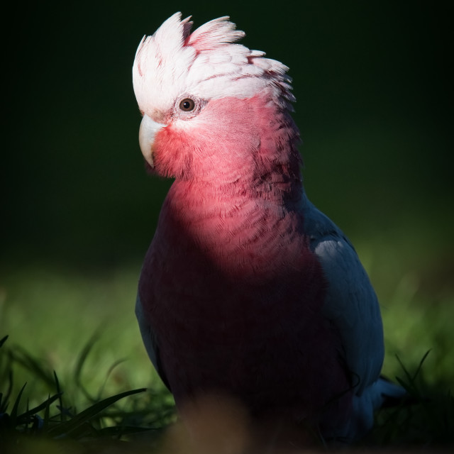 "Galah Standing In Ray Of Light" stock image