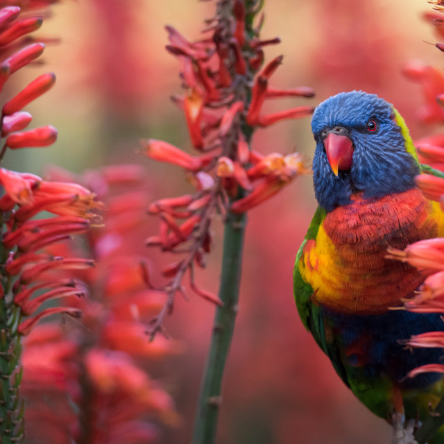 "Rainbow Lorikeet In Red Aloe Flowers" stock image