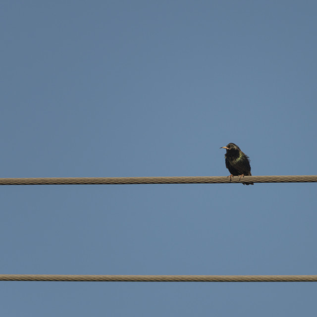 "The Lonely Bird" stock image