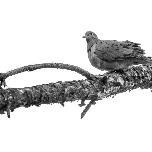 "The mourning dove (Zenaida macroura)" stock image