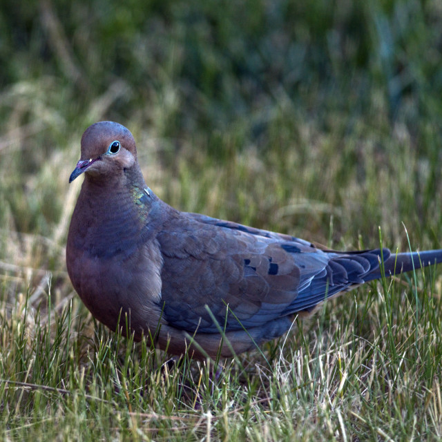 "The mourning dove (Zenaida macroura)" stock image