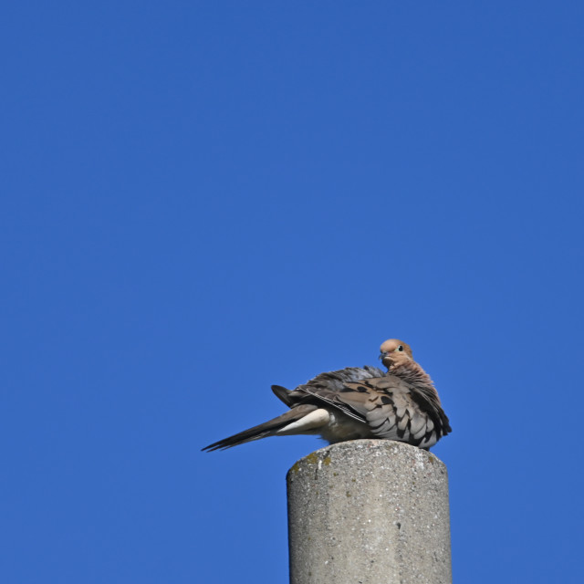 "The mourning dove (Zenaida macroura)" stock image