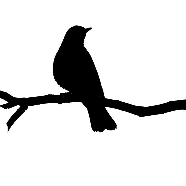 "The American robin (Turdus migratorius)" by www.nishantdavid.ca - $16.51 "The American robin (Turdus migratorius)" stock image