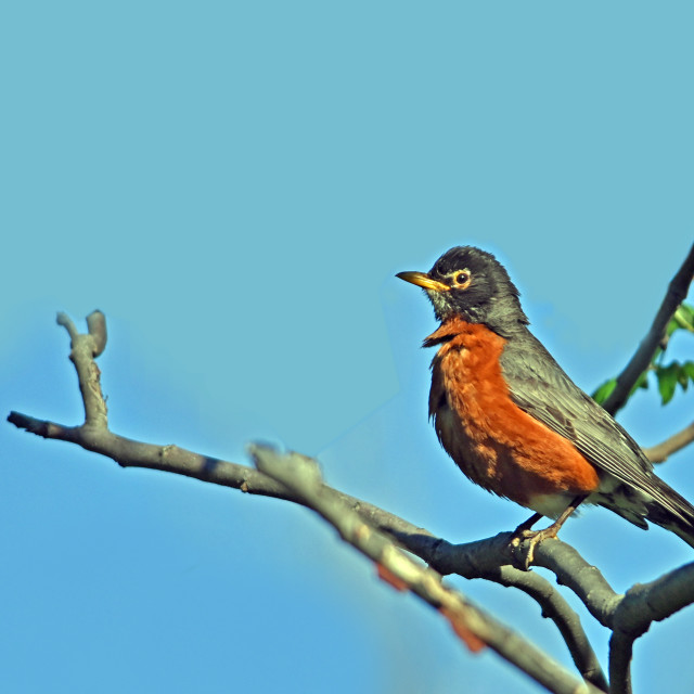 "The American robin (Turdus migratorius)" stock image