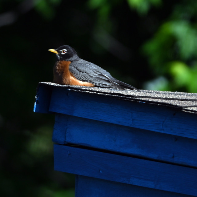 "The American robin (Turdus migratorius)" stock image