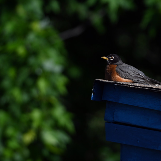 "The American robin (Turdus migratorius)" stock image