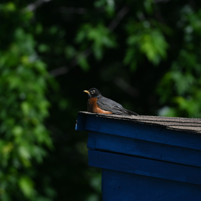 "The American robin (Turdus migratorius)" stock image