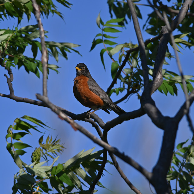 "The American robin (Turdus migratorius)" stock image