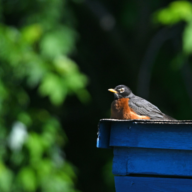 "The American robin (Turdus migratorius)" stock image