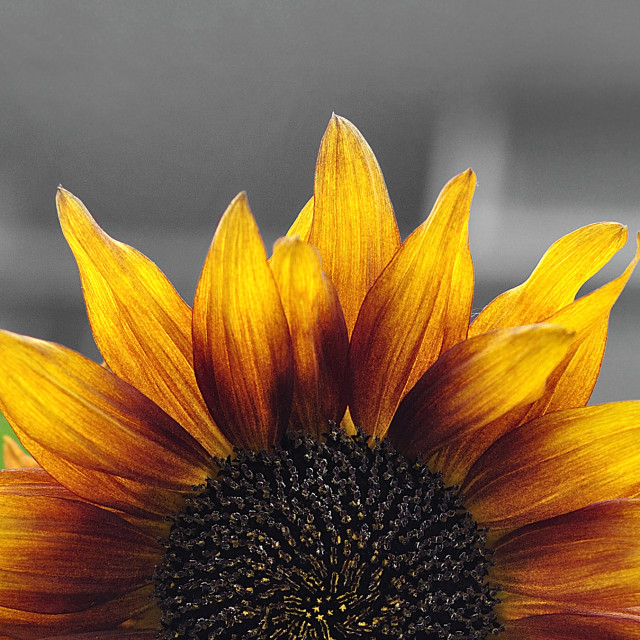 "Sunrise" by www.nishantdavid.ca - $15.67 "Sunrise" stock image
