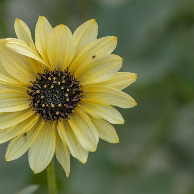 "The Sun Flower" stock image