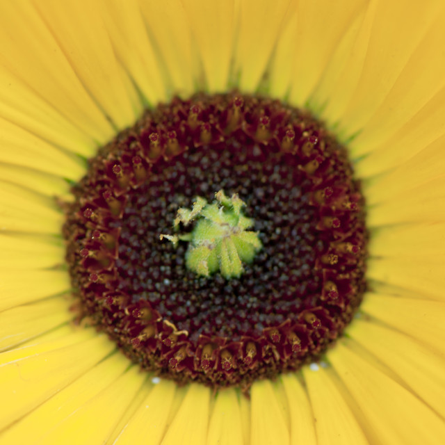 "The Sun Flower" stock image