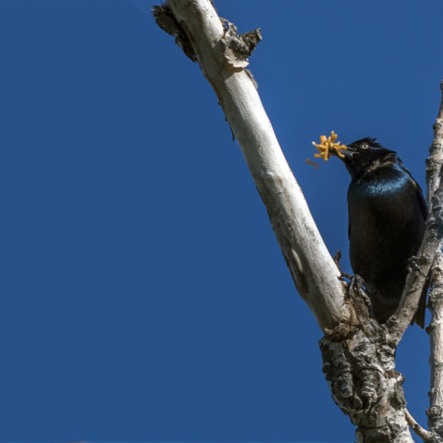 "The common grackle (Quiscalus quiscula)" stock image