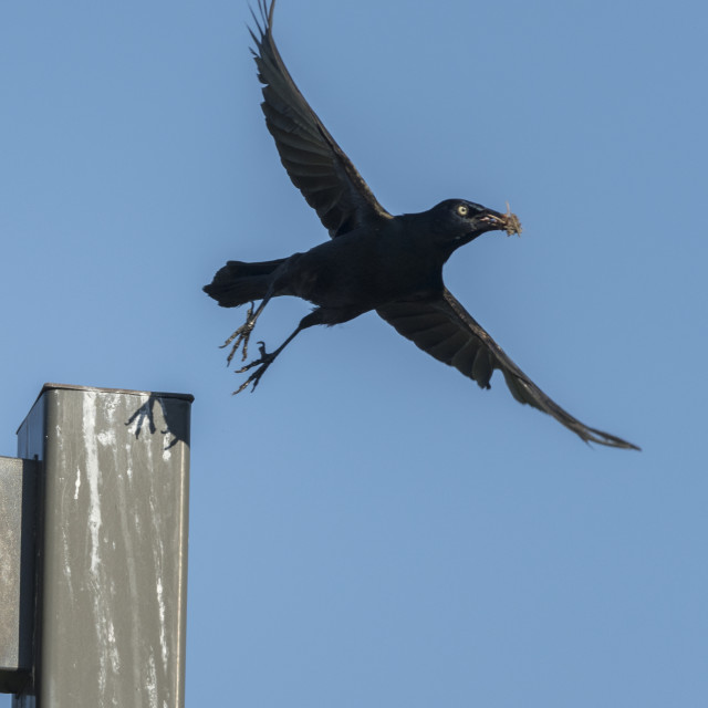 "The common grackle (Quiscalus quiscula)" stock image