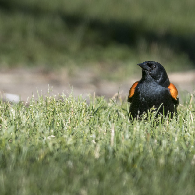 "The red-winged blackbird (Agelaius phoeniceus)" stock image