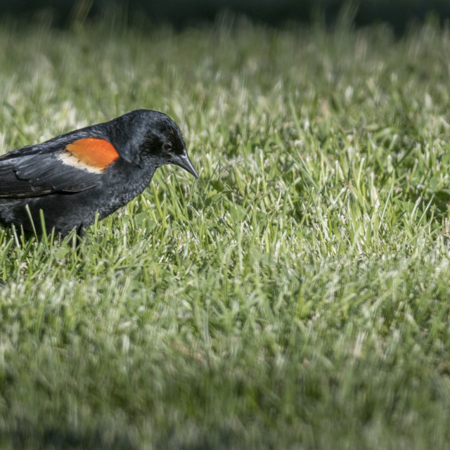 "The red-winged blackbird (Agelaius phoeniceus)" stock image