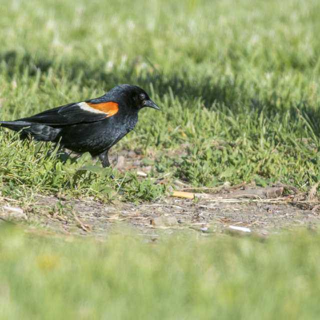 "The red-winged blackbird (Agelaius phoeniceus)" by www.nishantdavid.ca - $16.51 "The red-winged blackbird (Agelaius phoeniceus)" stock image