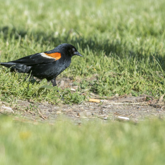 "The red-winged blackbird (Agelaius phoeniceus)" stock image