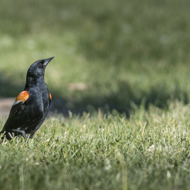 "The red-winged blackbird (Agelaius phoeniceus)" stock image