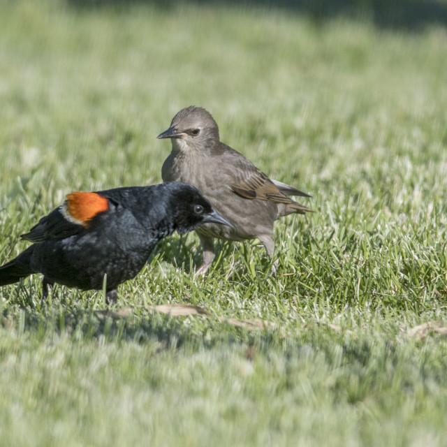 "The red-winged blackbird (Agelaius phoeniceus)" stock image