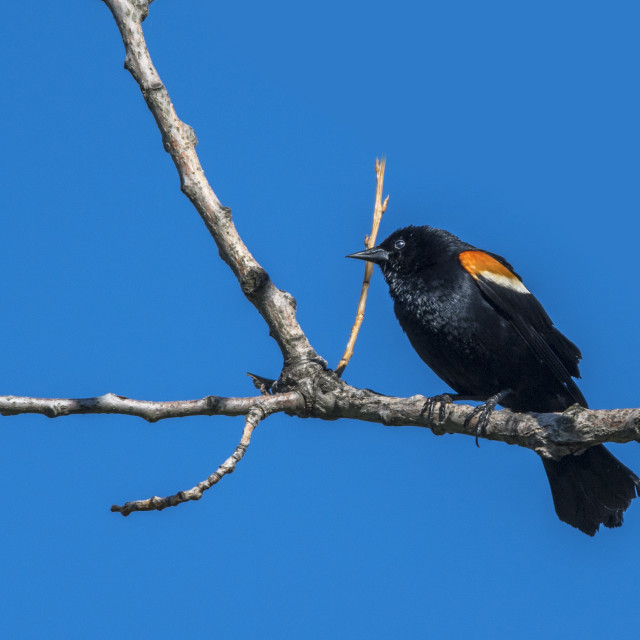 "The red-winged blackbird (Agelaius phoeniceus)" stock image