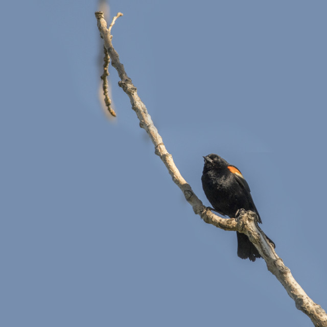 "The red-winged blackbird (Agelaius phoeniceus)" stock image