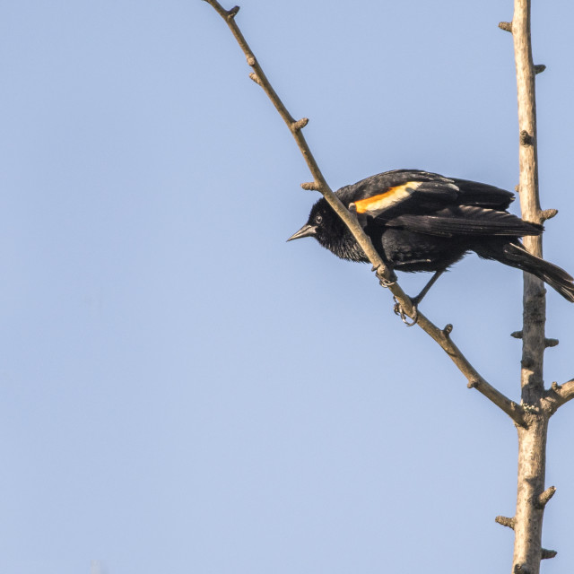 "The red-winged blackbird (Agelaius phoeniceus)" stock image