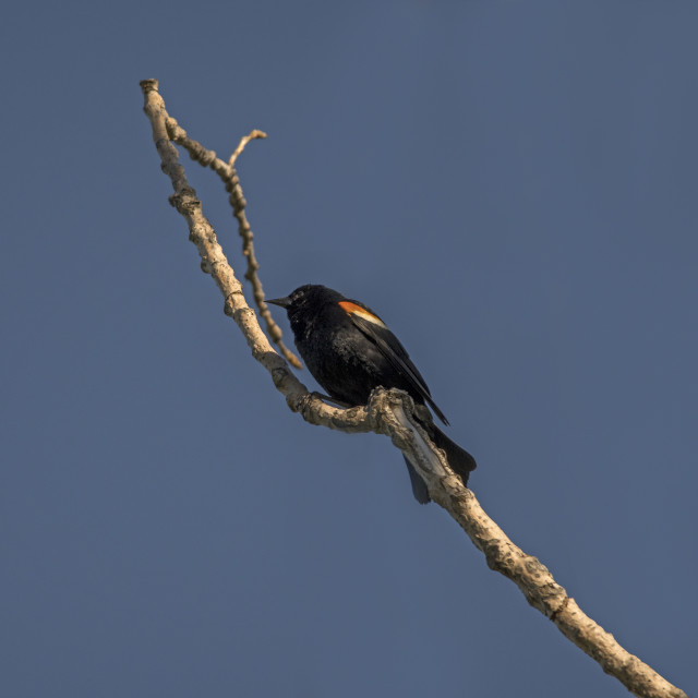 "The red-winged blackbird (Agelaius phoeniceus)" stock image