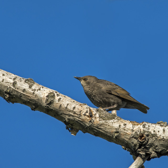 "The house sparrow (Passer domesticus)" stock image