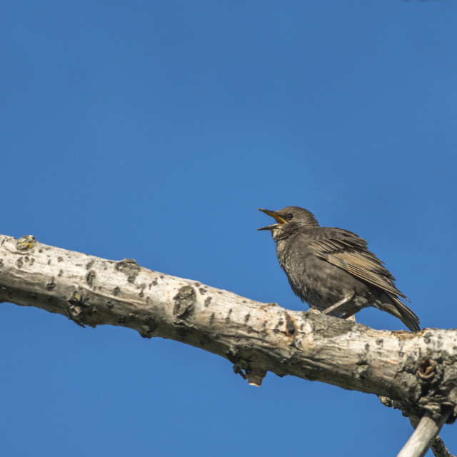 "The house sparrow (Passer domesticus)" stock image