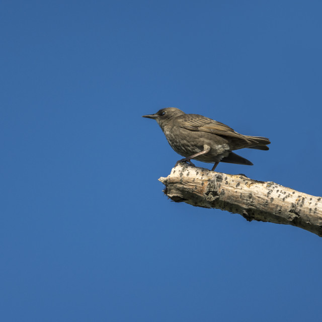 "The house sparrow (Passer domesticus)" stock image