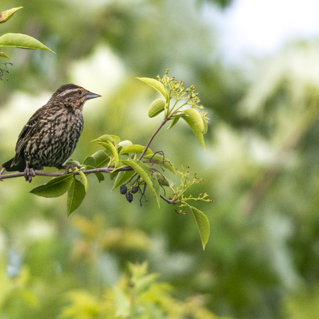 "The house finch (Haemorhous mexicanus)" stock image